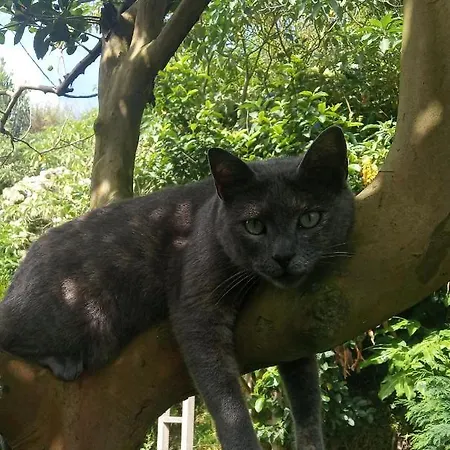 A Toca Do Lince Ii